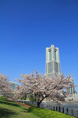 Yokohama Landmark Tower ve Japonya kiraz çiçekleri