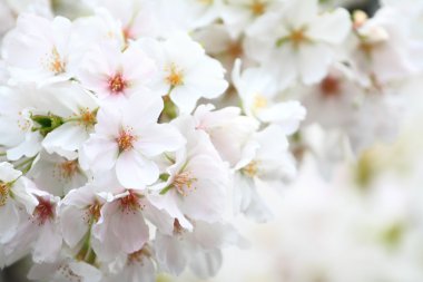 Japonya erken Bahar güzel kiraz çiçekleri