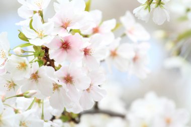 Japonya erken Bahar güzel kiraz çiçekleri
