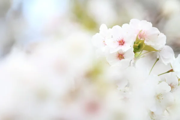 Beautiful cherry blossoms in early spring of Japan — Stock Photo, Image