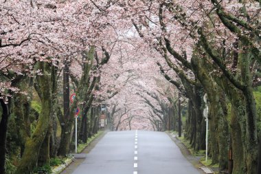 Izu highland, Shizuoka, Japonya kiraz çiçekleri tüneli