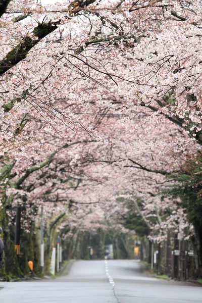 Tunnel di fiori di ciliegio nell'altopiano di Izu, Shizuoka, Giappone — Foto Stock
