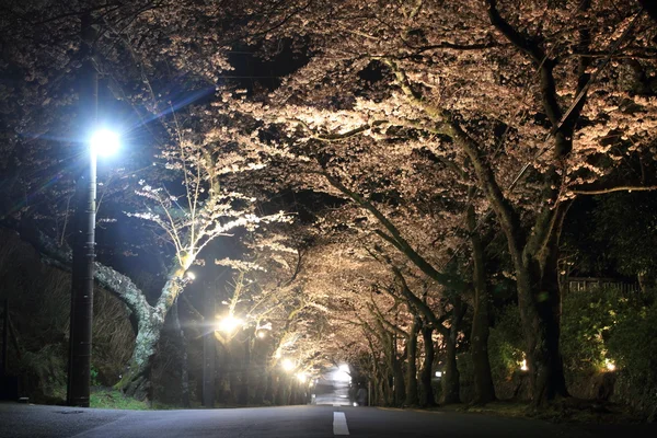 Тоннель цветения сакуры в горах Идзу, Сидзуока, Япония (ночная сцена ) — стоковое фото