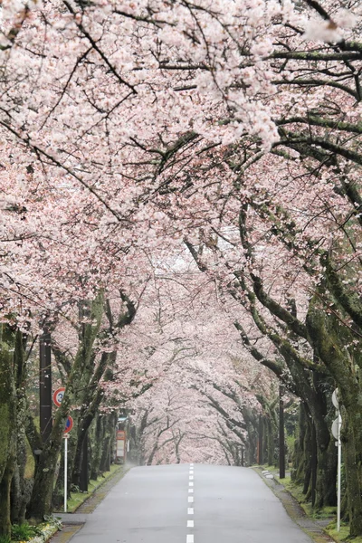 Тоннель цветения сакуры в горах Идзу, Сидзуока, Япония — стоковое фото