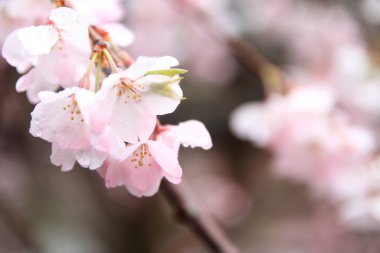 Kiraz çiçekleri Shuzenji Tapınağı, Izu, Shizuoka, Japonya