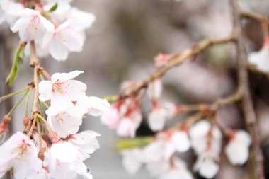 Kiraz çiçekleri Shuzenji Tapınağı, Izu, Shizuoka, Japonya