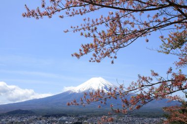 Kiraz çiçekleri Shuzenji Tapınağı, Izu, Shizuoka, Japonya