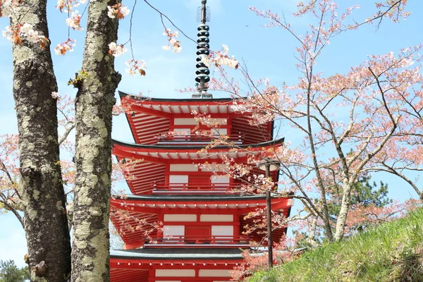 Cherry blossoms with five storied pagoda at Arakura yama Sengen park — Stock Photo, Image
