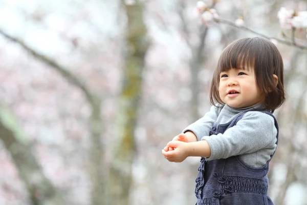 Menina japonesa e flores de cereja (2 anos ) — Fotografia de Stock