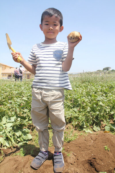 Japanese boy digging potato (first grade at elementary school)