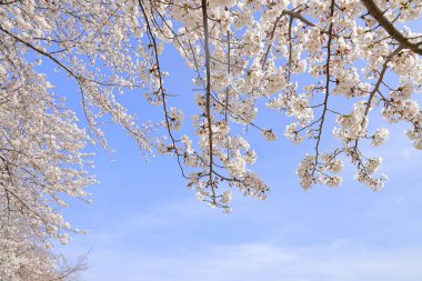 Inatori dağlarında kiraz çiçekleri, Higashi Izu, Shizuoka, Japonya