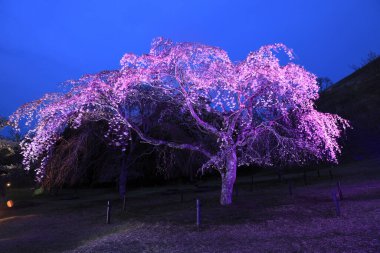 Sakura no sato, Izu, Shizuoka, Japonya 'da ağlayan kiraz ağacı (gece sahnesi))