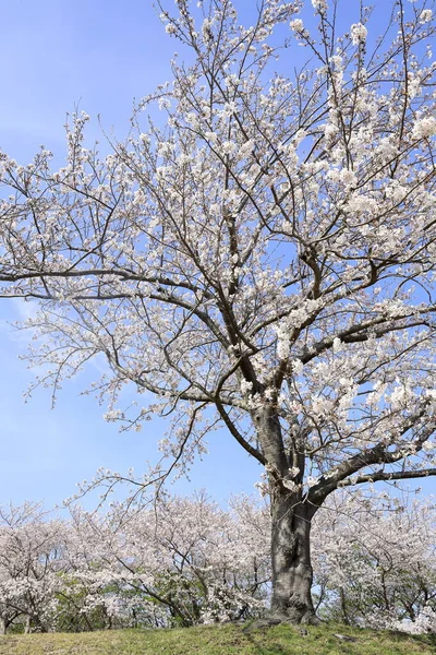 Fileira Cerejeiras Inatori Highland Higashi Izu Shizuoka Japão — Fotografia de Stock