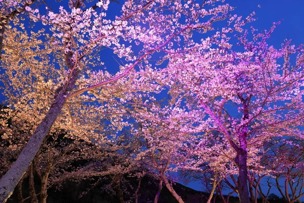 Flores Cerezo Sakura Sato Izu Shizuoka Japón Escena Nocturna — Foto de Stock