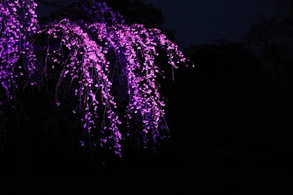 Huilende Kersenboom Sakura Sato Izu Shizuoka Japan Nacht Scène — Stockfoto