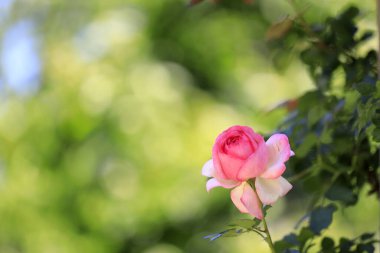 Japonya 'da tek pembe gül