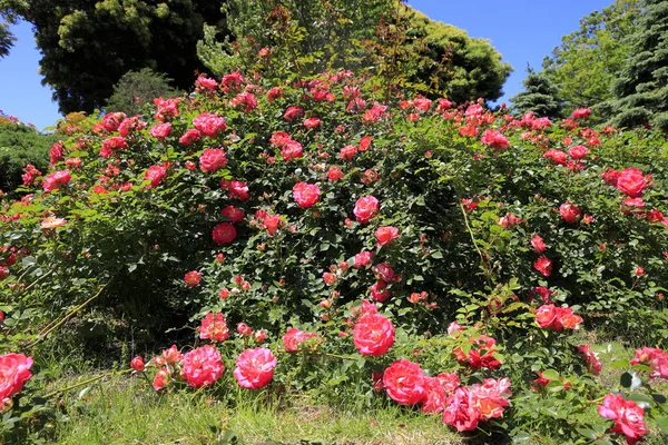 Rote Rosen Japan — Stockfoto