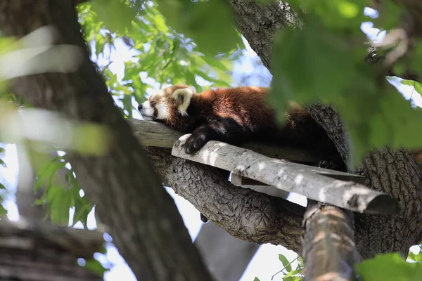 Dormire Panda Rosso Sull Albero — Foto Stock