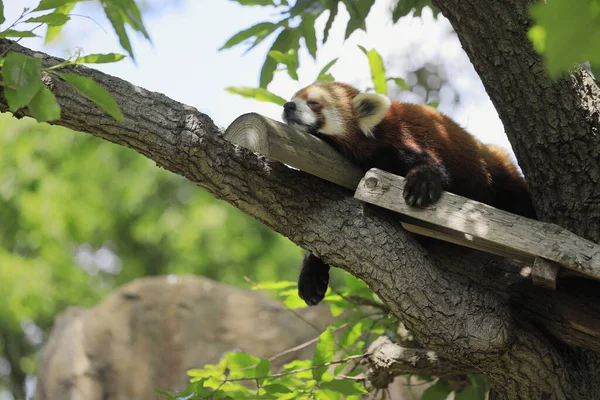 Alvó Vörös Panda Fán — Stock Fotó