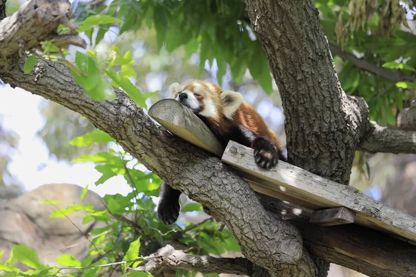 Dormire Panda Rosso Sull Albero — Foto Stock