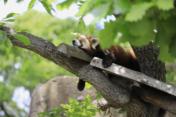 sleeping red panda on the tree