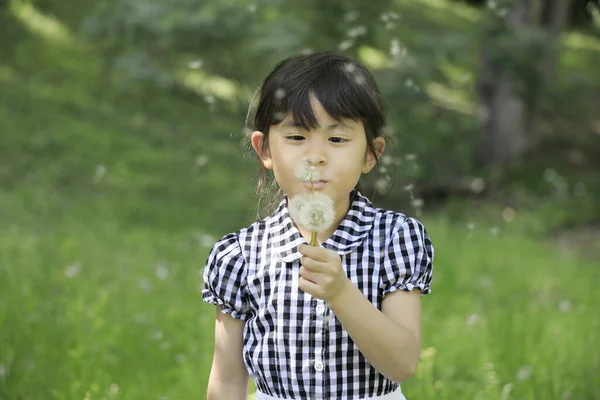 Japon Öğrenci Karahindiba Tohumu Üflüyor Yaşında — Stok fotoğraf