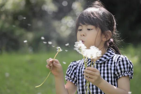 Japon Öğrenci Karahindiba Tohumu Üflüyor Yaşında — Stok fotoğraf