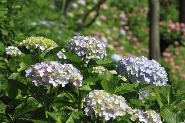 Hortensie in Kamakura — Stockfoto