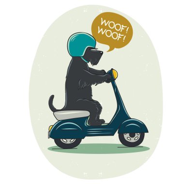 Scooter köpek