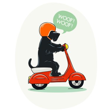 scooter üzerinde köpek.