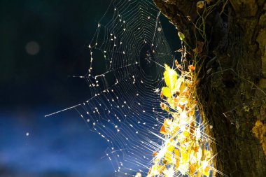 Su damlalarıyla izole edilmiş örümcek ağına, Almanya 'da gölün bulanık arka planına sahip ağaçtaki parlak yapraklara bak