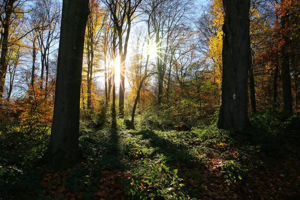 Panoramic View German Beech Tree Wood Autumn Colors Backlight Bright — Stock Photo, Image