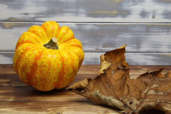 Close One Isolated Bright Yellow Orange Ripe Pumpkin Autumn Leave — Stock Photo, Image