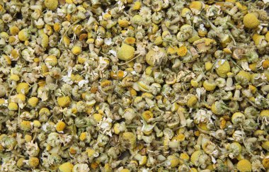 Üst manzara, doğal arka plan olarak sayısız izole edilmiş sarı papatya çiçekleri.