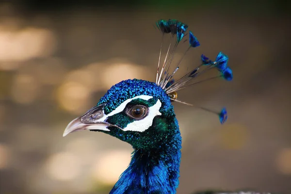 Portrét Modrého Indiánského Páva Pavo Cristatus Maškarním Znakem Rozmazané Pozadí — Stock fotografie