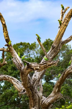 Yala NP, Sri Lanka 'da ölü bir ağacın dallarında oturan yeşil arı yiyicileri (Merops orientalis) grubuna bakın
