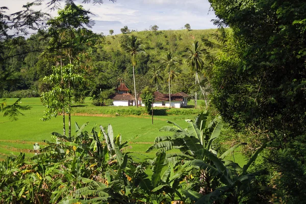 View Palm Trees Green Rice Field Paddy Valley Traditional Idyllic — Stock Photo, Image