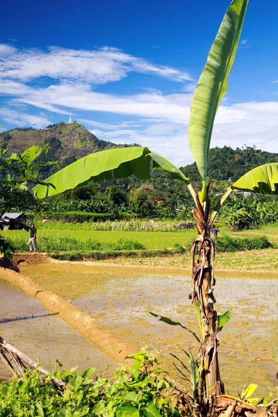 Central Plateau Sri Lanka December 2010 View Palm Tree Rice — Stock Photo, Image