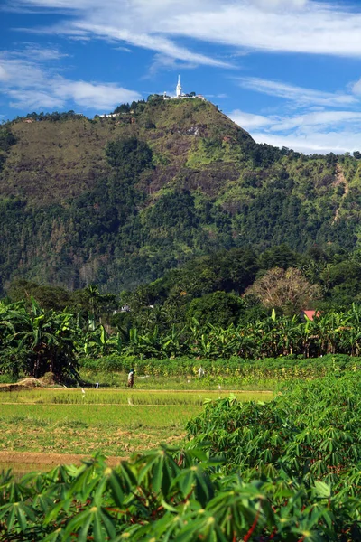 View Green Rice Field Paddy Mountains Background Sri Lanka — Stock Photo, Image