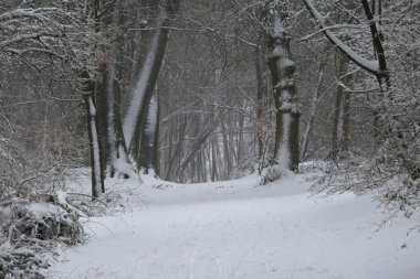 Kışın kar fırtınası sırasında çıplak ağaçlarla kaplı yalnız Alman ormanlarında karla kaplı yolda bulanık görüş (merkezden sağa ve sola doğru büyük ağaç gövdelerine odaklan)