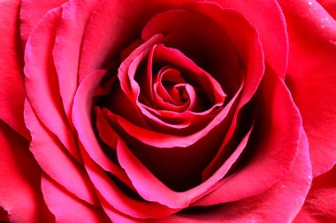 Su damlalı kırmızı gül çiçeğinin izole edilmiş yapraklarının makro yakın çekimi