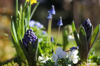 Çiçek aranjmanının erken çiçek açan bitkilerle (narcissus, sümbül, bellis) kapanışı, bulanık bahçe arka planı