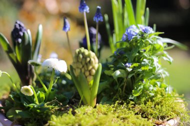 Çiçek aranjmanının erken çiçek açan bitkilerle (narcissus, sümbül, bellis) kapanışı, bulanık bahçe arka planı