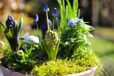 Çiçek aranjmanının erken çiçek açan bitkilerle (narcissus, sümbül, bellis) kapanışı, bulanık bahçe arka planı