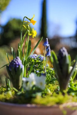 Çiçek aranjmanının erken çiçek açan bitkilerle (narcissus, sümbül, bellis) kapanışı, bulanık bahçe arka planı