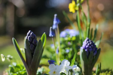 Çiçek aranjmanının erken çiçek açan bitkilerle (narcissus, sümbül, bellis) kapanışı, bulanık bahçe arka planı