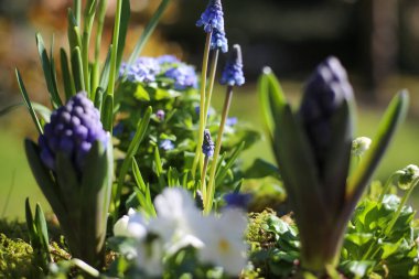 Çiçek aranjmanının erken çiçek açan bitkilerle (narcissus, sümbül, bellis) kapanışı, bulanık bahçe arka planı