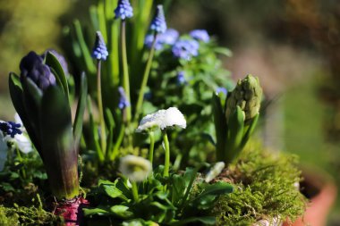 Çiçek aranjmanının erken çiçek açan bitkilerle (narcissus, sümbül, bellis) kapanışı, bulanık bahçe arka planı