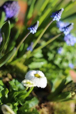 Çiçek aranjmanının erken çiçek açan bitkilerle (narcissus, sümbül, bellis) kapanışı, bulanık bahçe arka planı