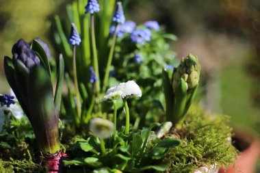 Çiçek aranjmanının erken çiçek açan bitkilerle (narcissus, sümbül, bellis) kapanışı, bulanık bahçe arka planı